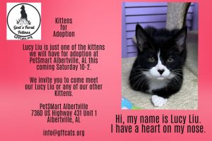 God's Feral Felines invites you to the next adoption event, coming up Saturday, September 17 from 10am - 2 pm at Petsmart in Albertville. 