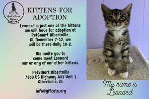 God's Feral Felines invites you to an adoption event running November 7 through November 12 up at PetSmart of Albertville. They will be on-site daily from 10am - 2pm with multiple kittens and cats available for adoption. For details, reach out to info@gffcats.org.