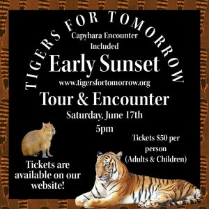 Tigers for Tomorrow at Untamed Mountain invites you to an Early Sunset Tour and Capybara encounter on Saturday, June 17. Tour begins at 5:00 pm.

Tickets are $50 per person (adults & children)

To purchase tickets, click the link: https://www.tigersfortomorrow.org/events/
